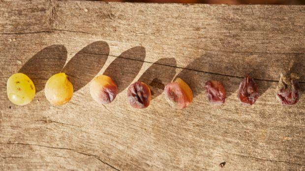 Szepsy Winery - Image 2 Szepsy Winery - Image 2